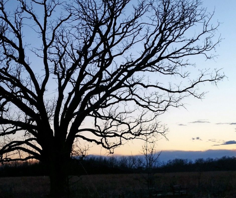 Winter Night Hike 