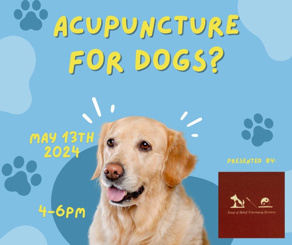 Acupuncture for Dogs?  
