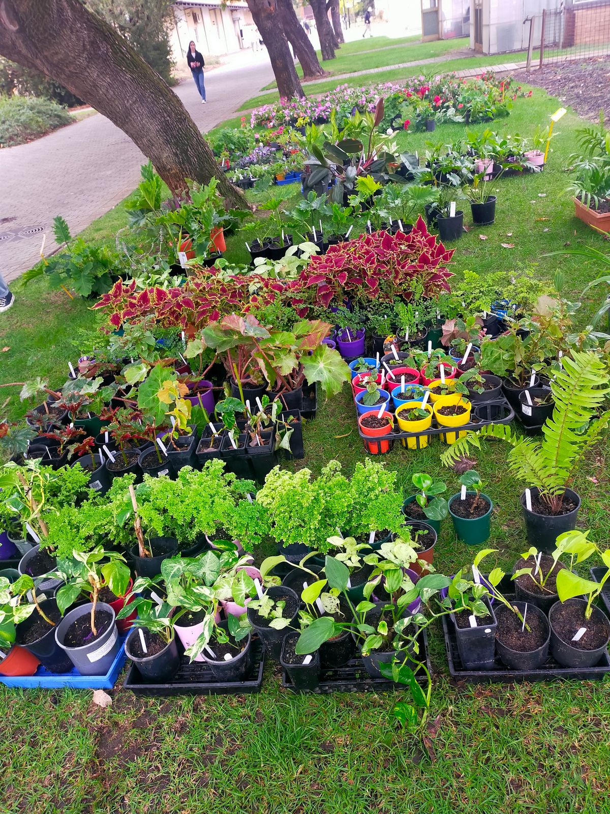 OCTOBER PLANT SALE 16th & 17th Oct 2024, Wed & Thur - 11am - 1:30pm