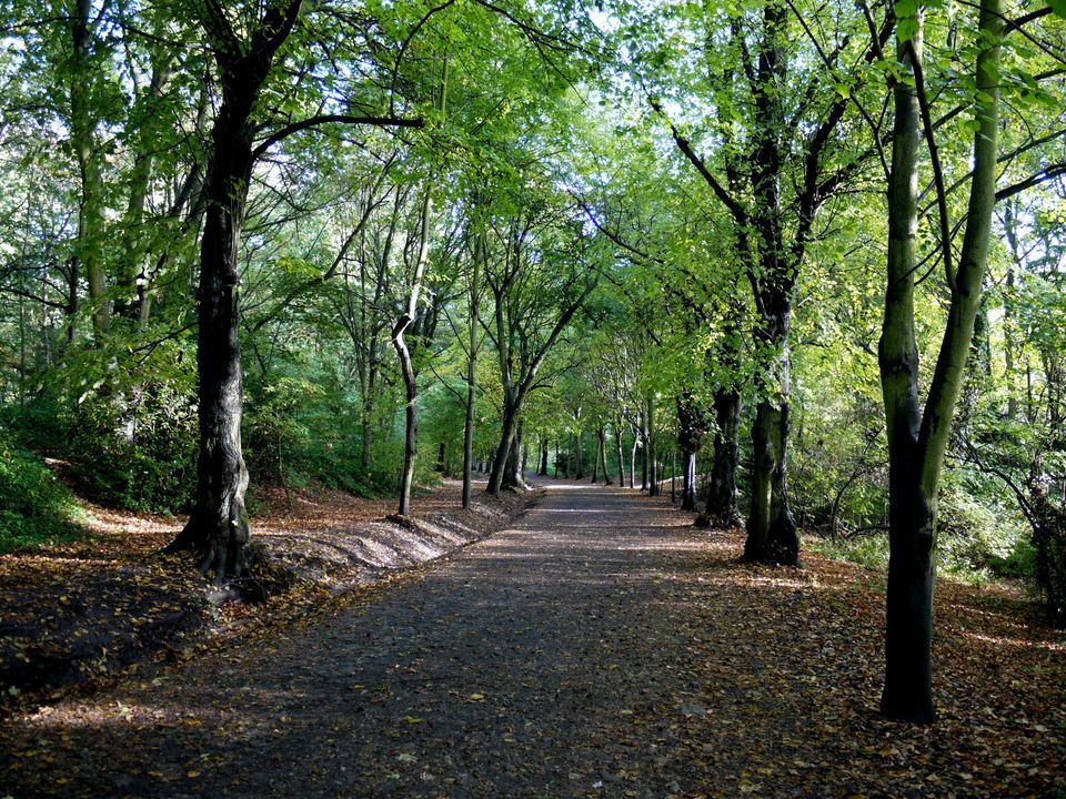Ancient Trees of Hampstead Heath