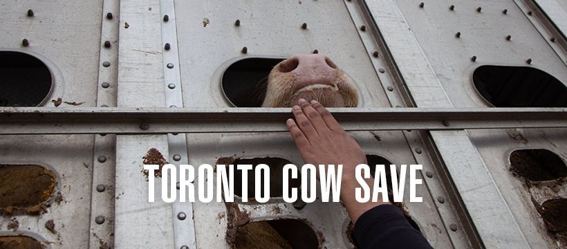 Toronto Cow Save Vigil for the Cows