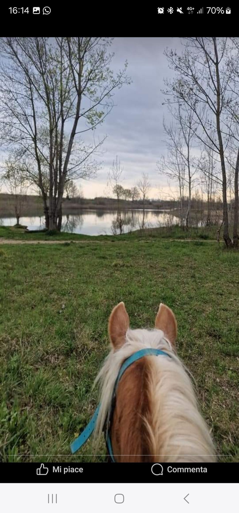 Trekk a Cavallo e Grigliata sul Lago per tutti Esperti e Principianti 