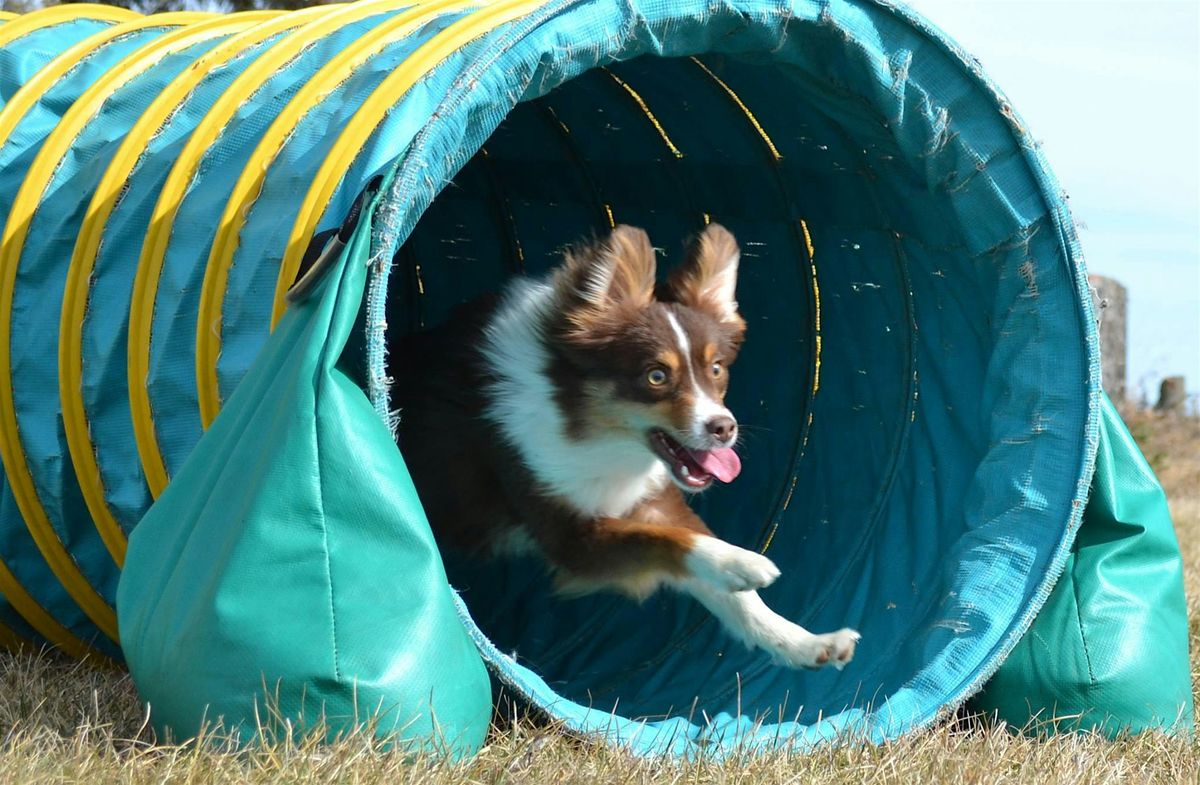 Training Class - Puppy Einstein