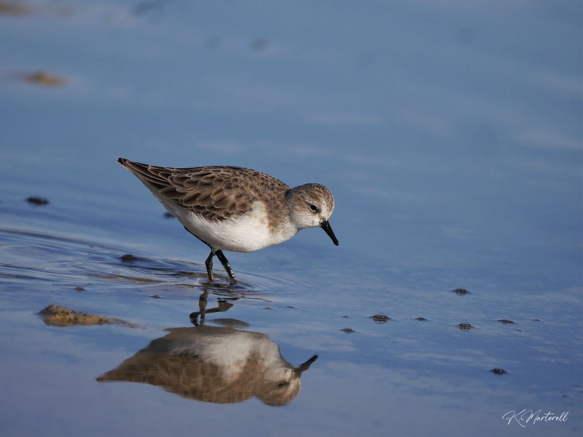 Sortie oiseaux \u00e0 La Palme