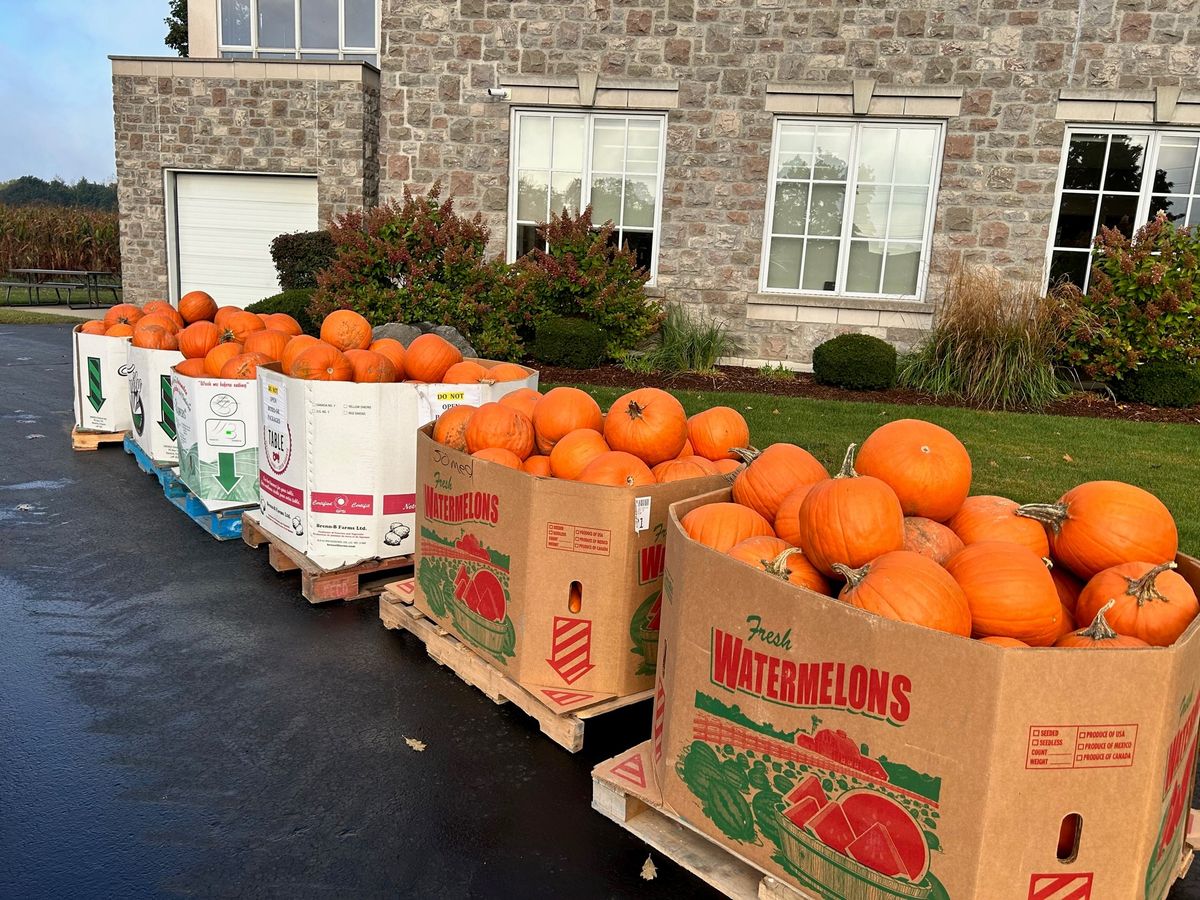 FREE Pumpkin Giveaway Courtesy of Ayr Farmers Mutual Insurance