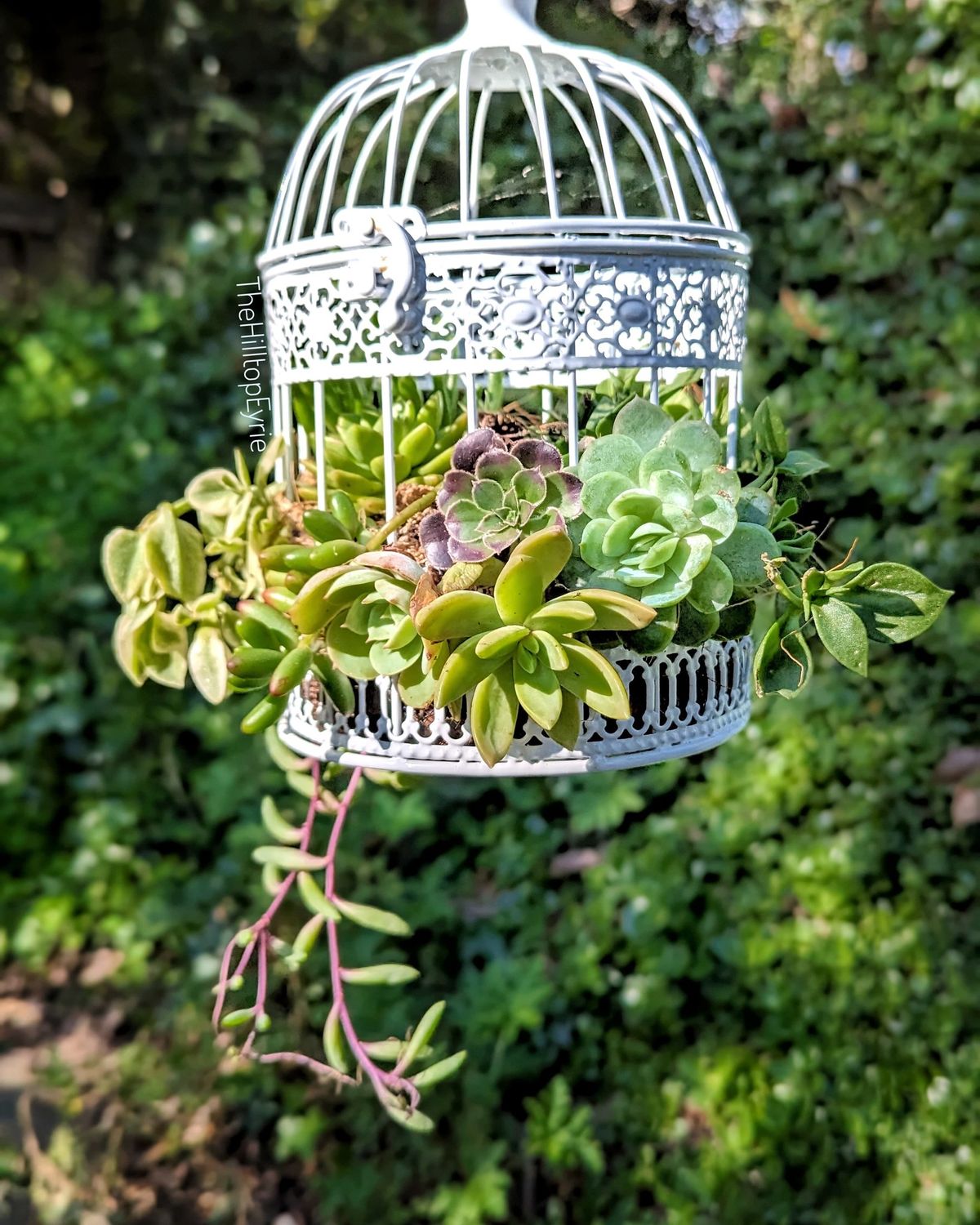 Artistic Succulent Birdcage