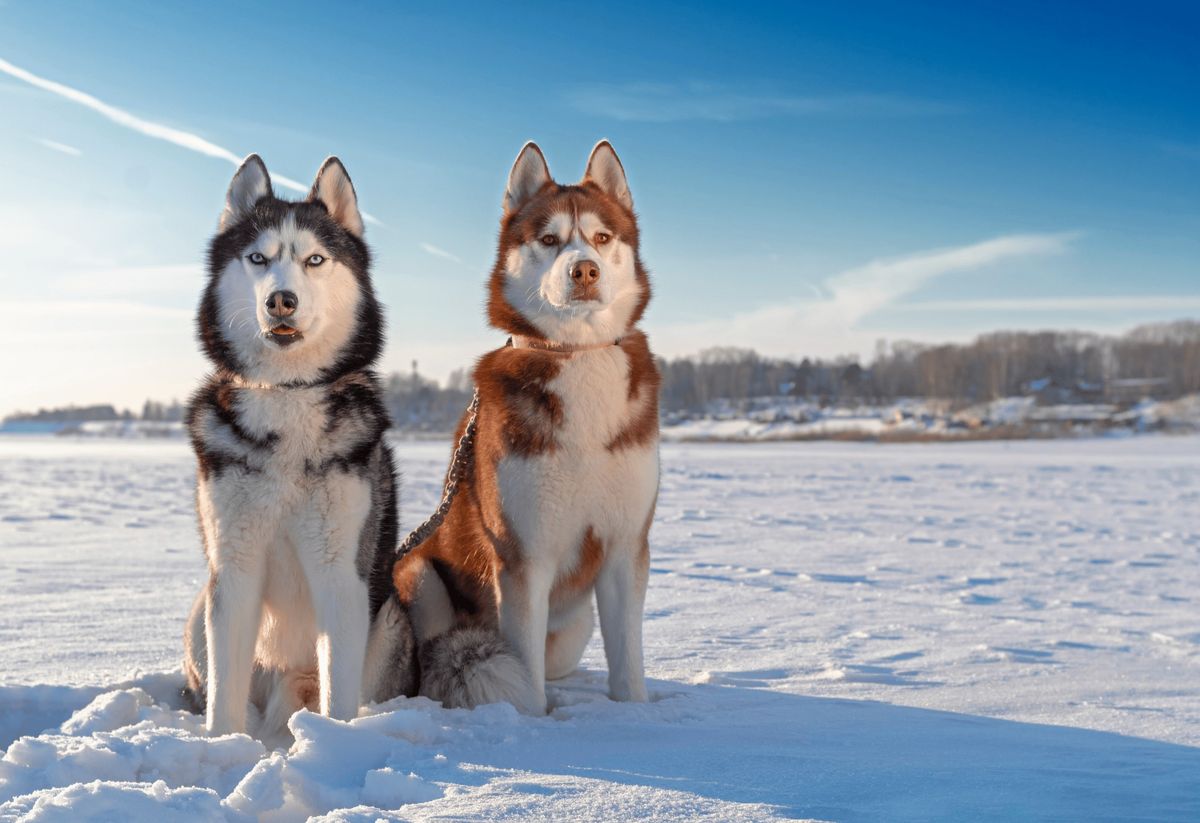 Breed Meetup: Siberian Huskies!