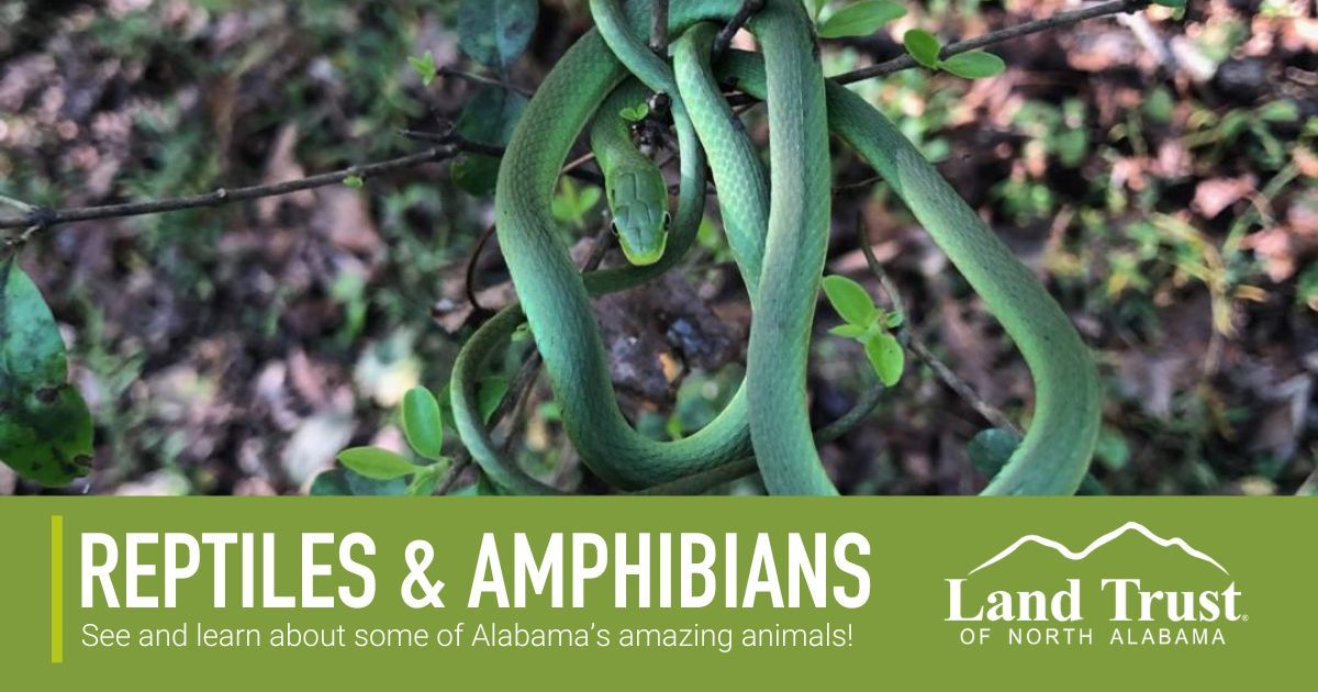 Reptiles and Amphibians of Alabama