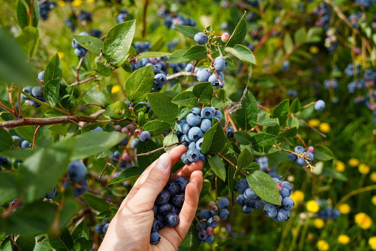 The Giving Pick at Old Beach Berries