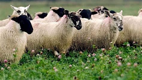 DEFRA\/CSF Update & Building resilience in soils