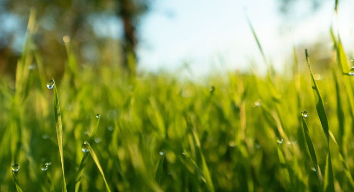 Organic Turfgrass Management (In-person training)