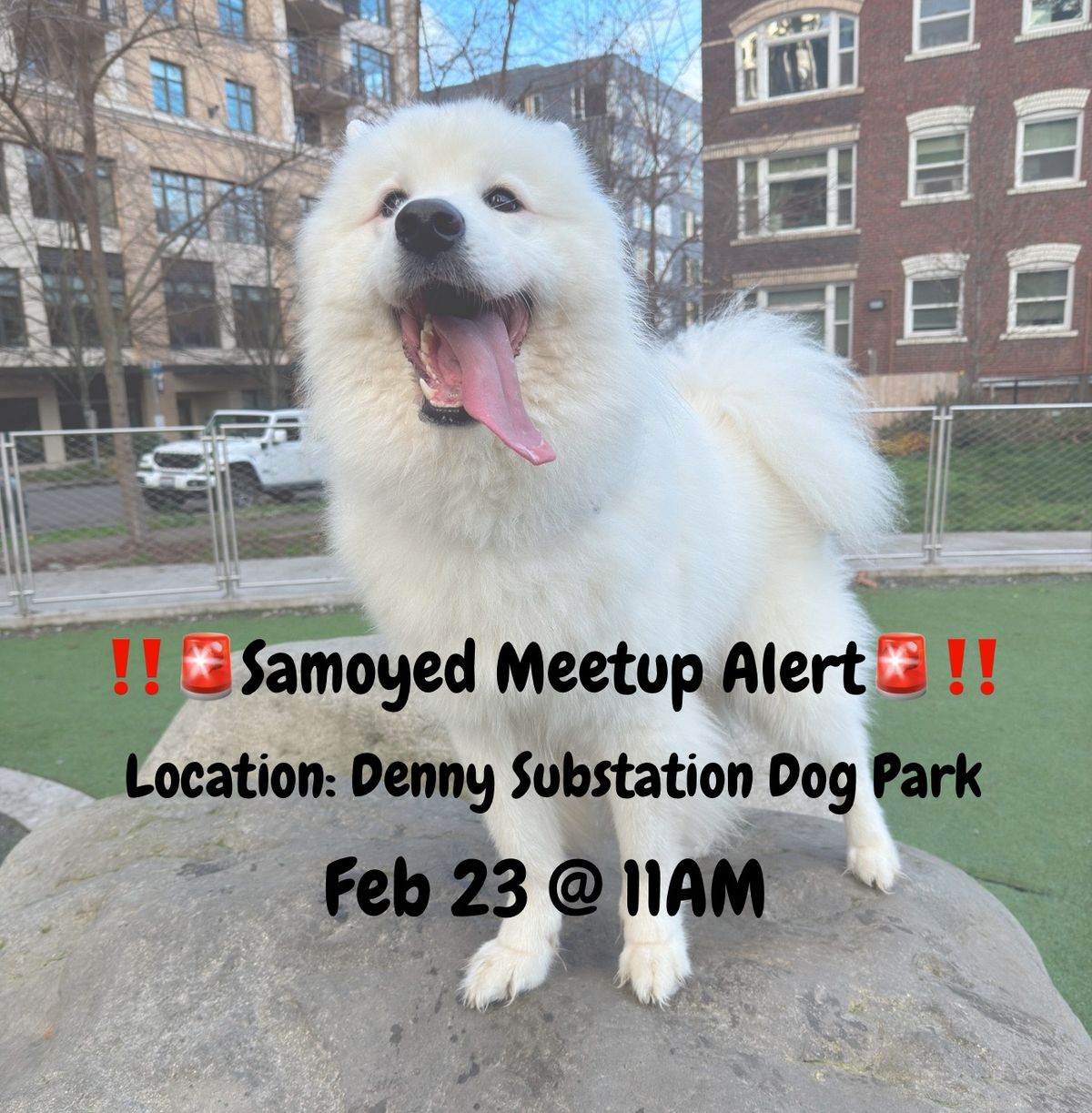 Seattle Samoyed Meetup 