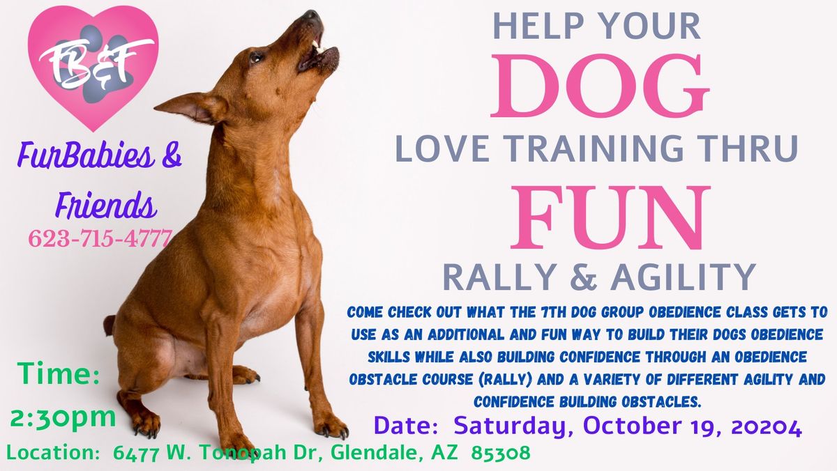 Build Your Dogs Obedience & Confidence through an Obedience Obstacle & Agility Courses