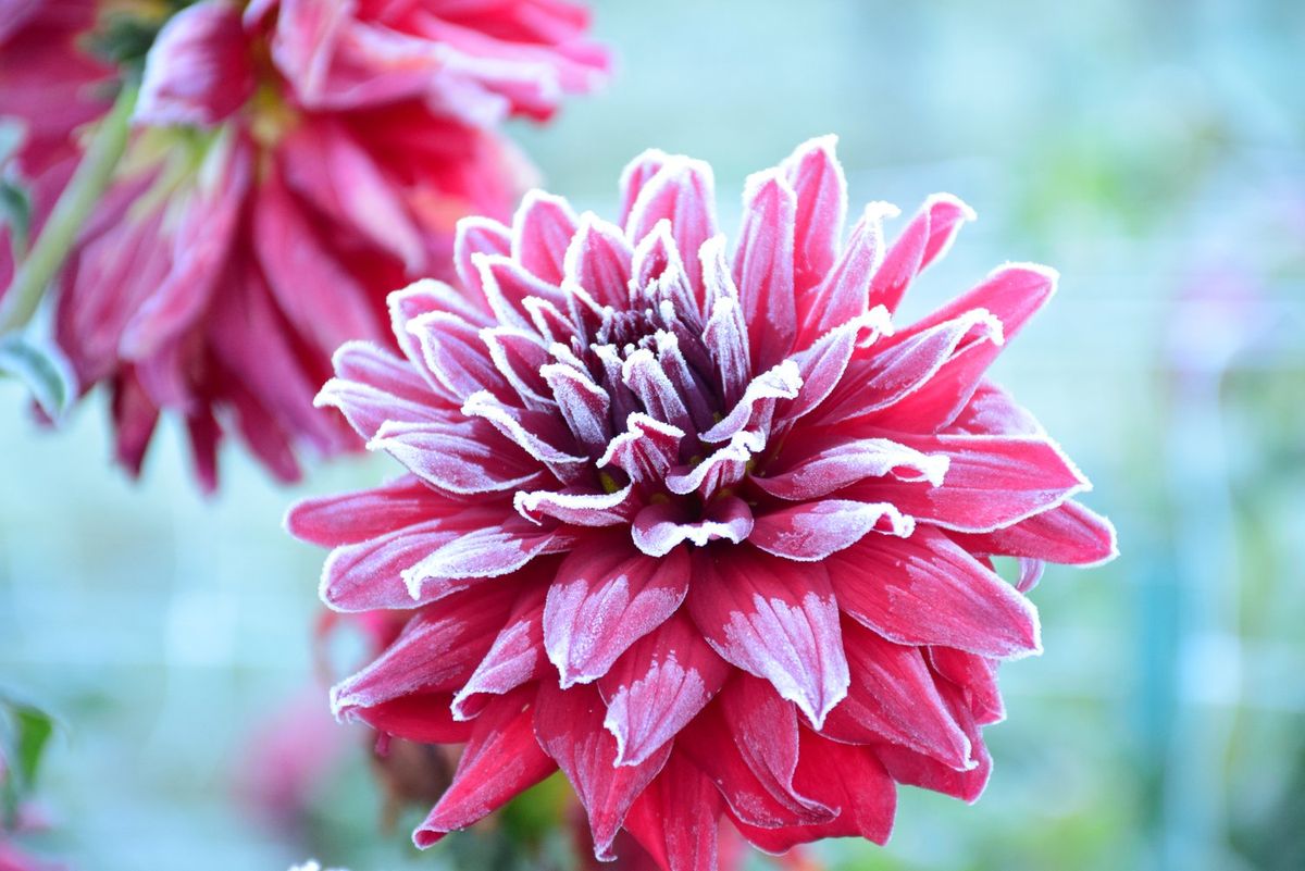 Macro Magic: Capturing Dahlia Details