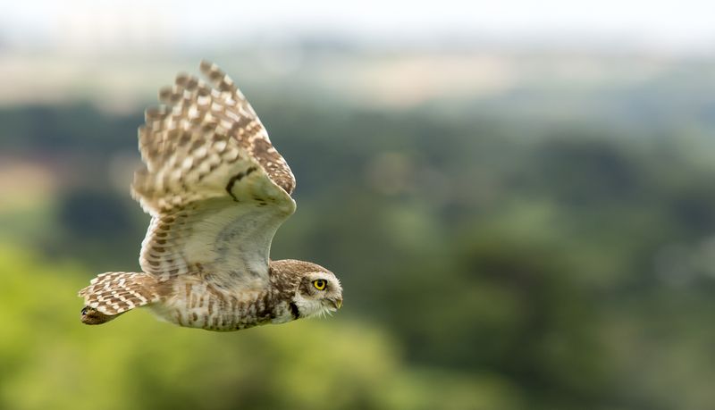 Flight in Nature: Open House 