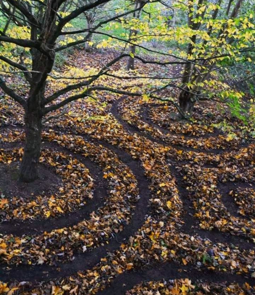 Les Messages des Arbres par l'association "SEVE Bien-\u00eatre"