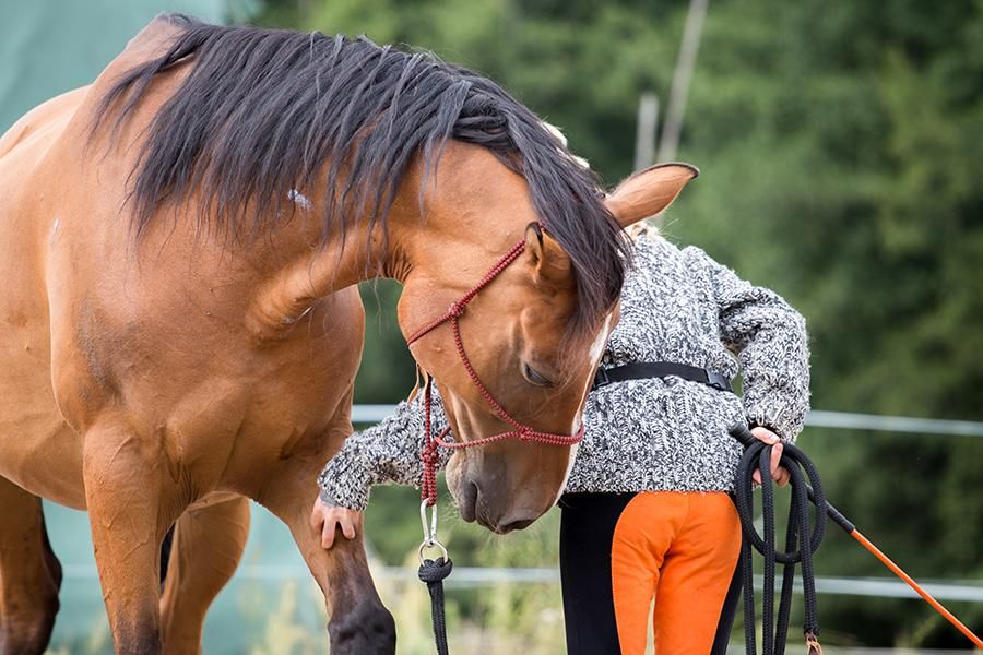 How to Make a Rope Halter Class