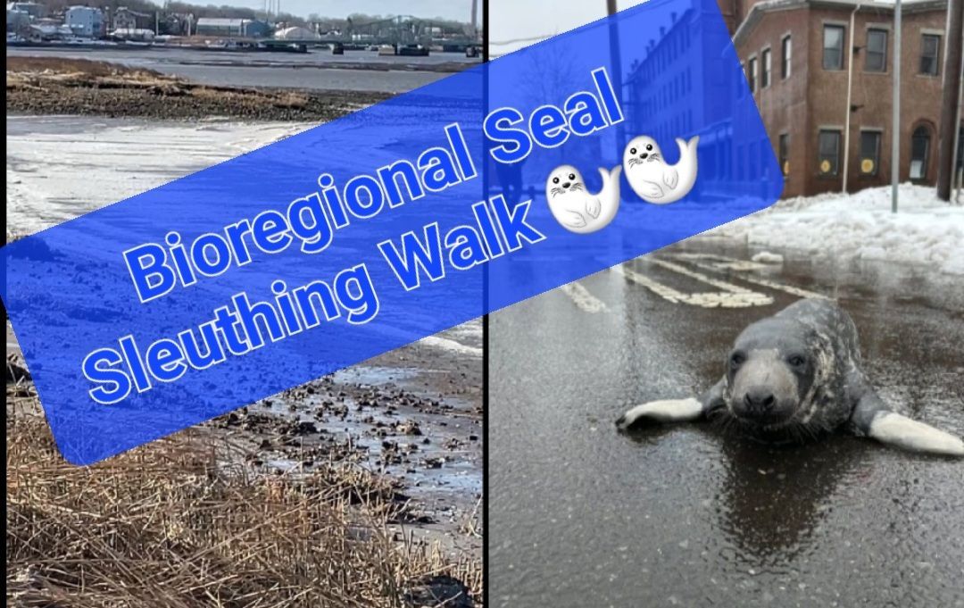 Bioregional Seal Sleuthing Expedition