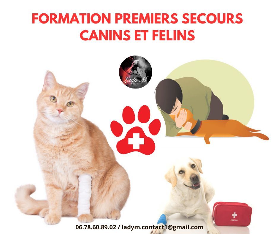 Premiers secours canins et f\u00e9lins 