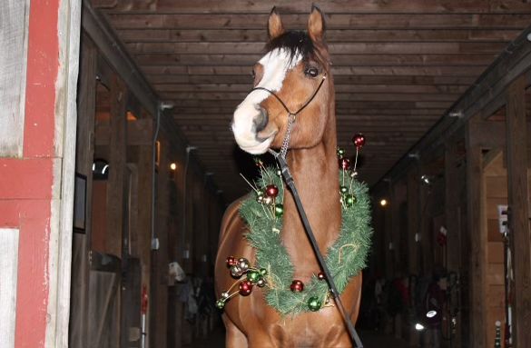 Adult Horsemanship sundays