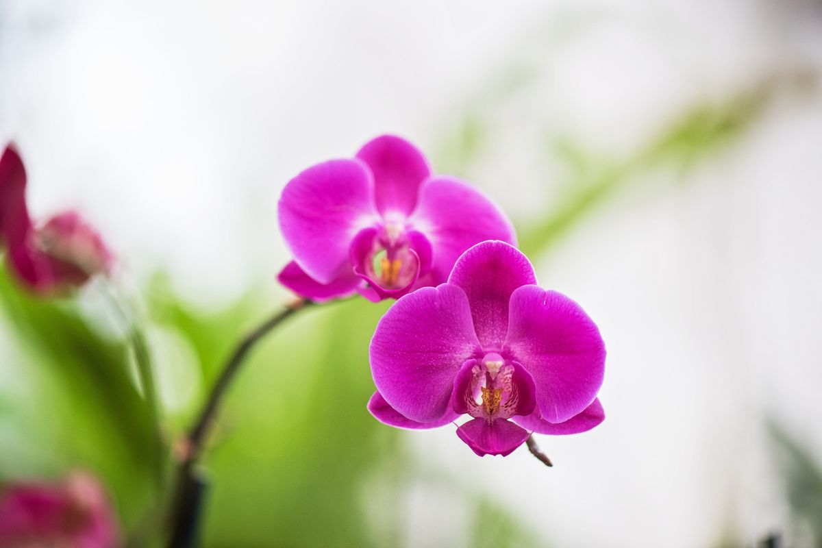 Growing Orchids for Beginners