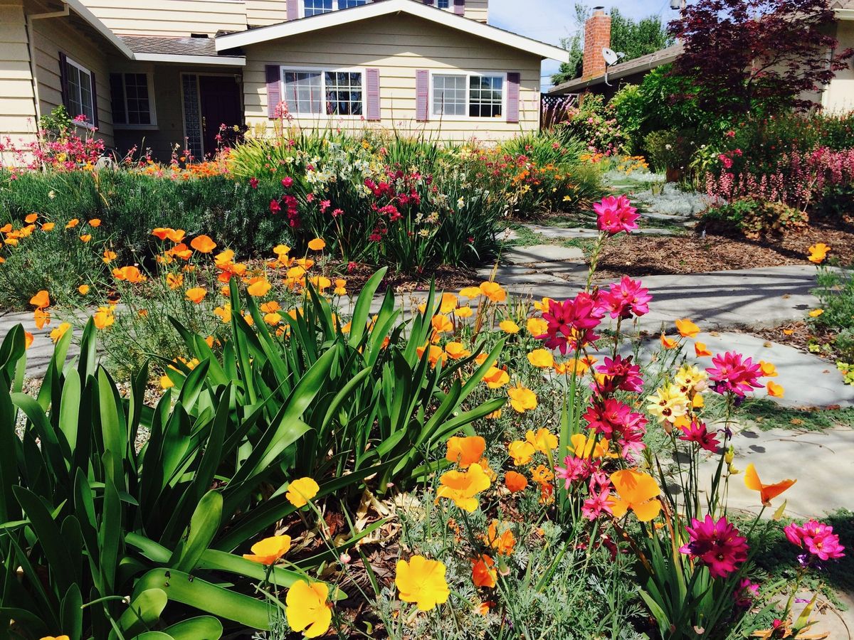 Low Water Lawn Alternatives - Cupertino