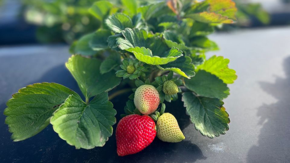 Strawberry, Sunflower & Seasonal Veggie U-Pick