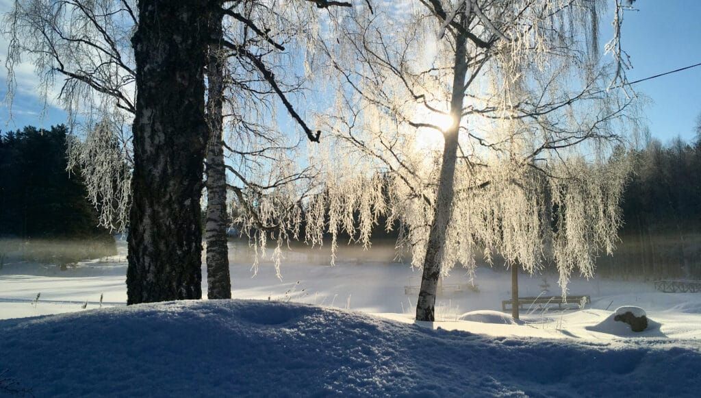 Frig\u00f6rande helg med dans, yoga och skogsbad