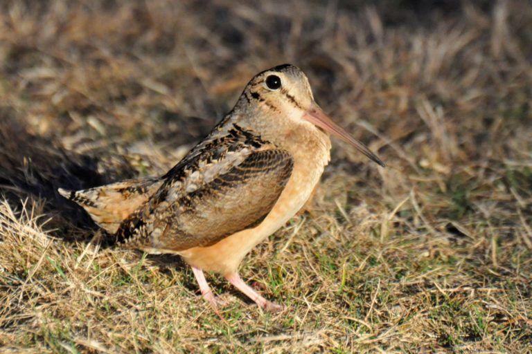 Walk & Watch: Dance of the Woodcock