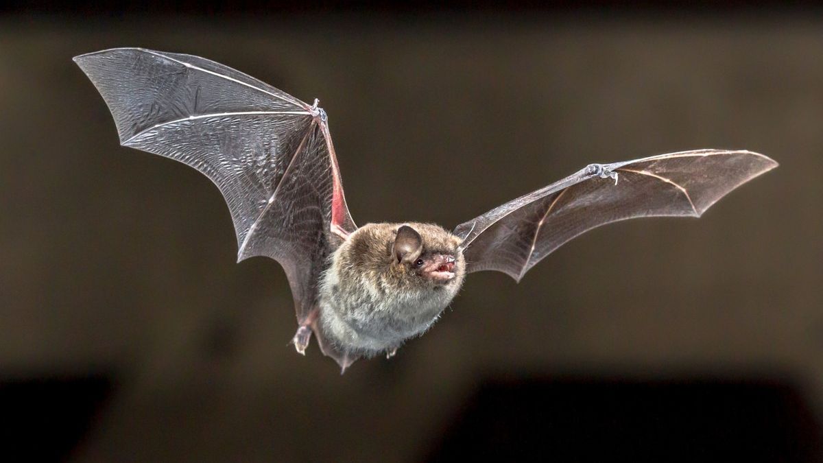 Bat Walk: Lilford Park