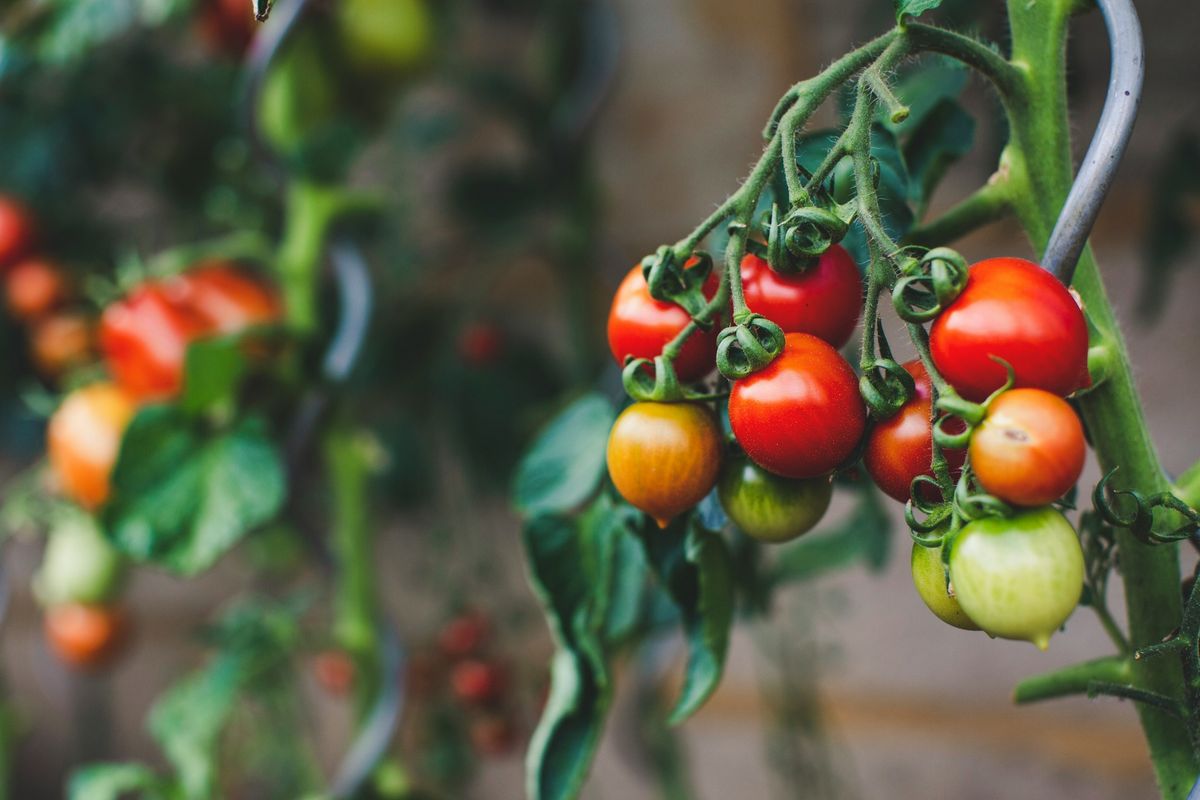Gardening Class | Diagnosing Tomato Disorders