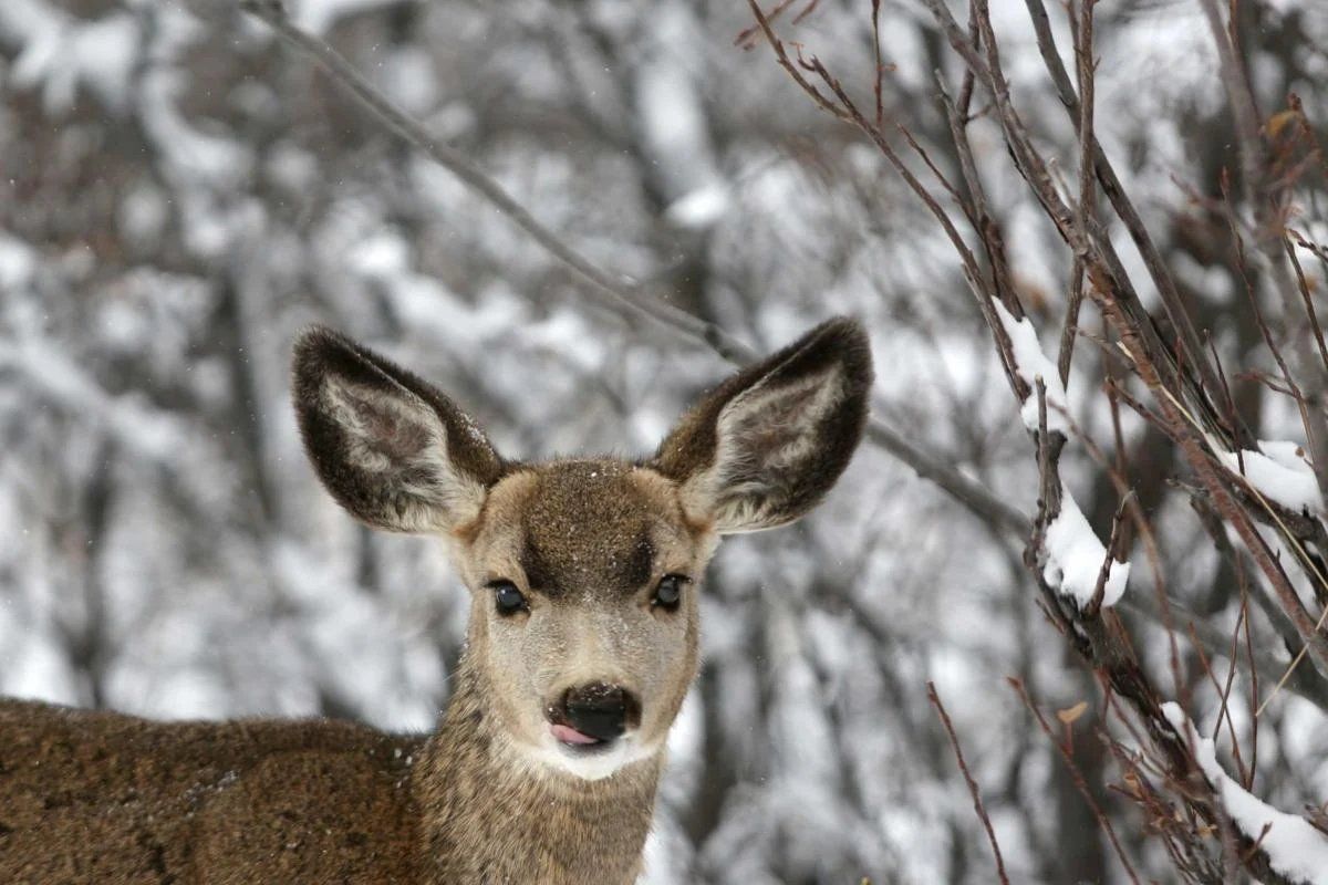 Georgia Wildlife in Winter