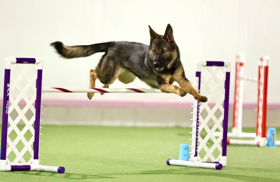 December 7\/8 CPE Agility Trial with John Finley