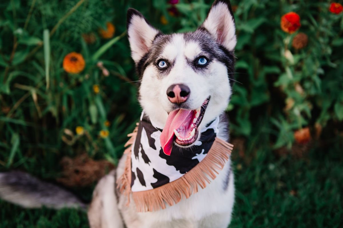 The Bark Boutique @ The Crown Point Farmers Market