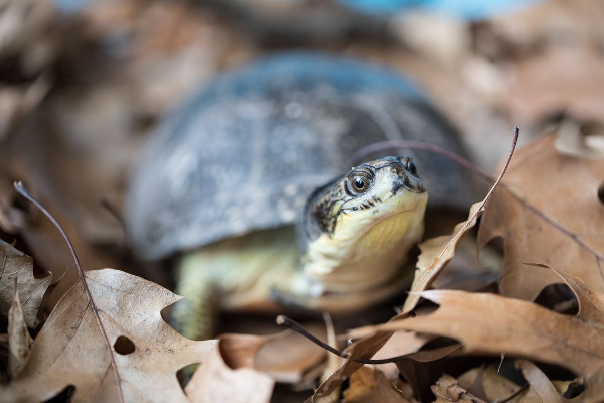 Wildlife Care Apprentices: Herptiles (Ages 10-15) 