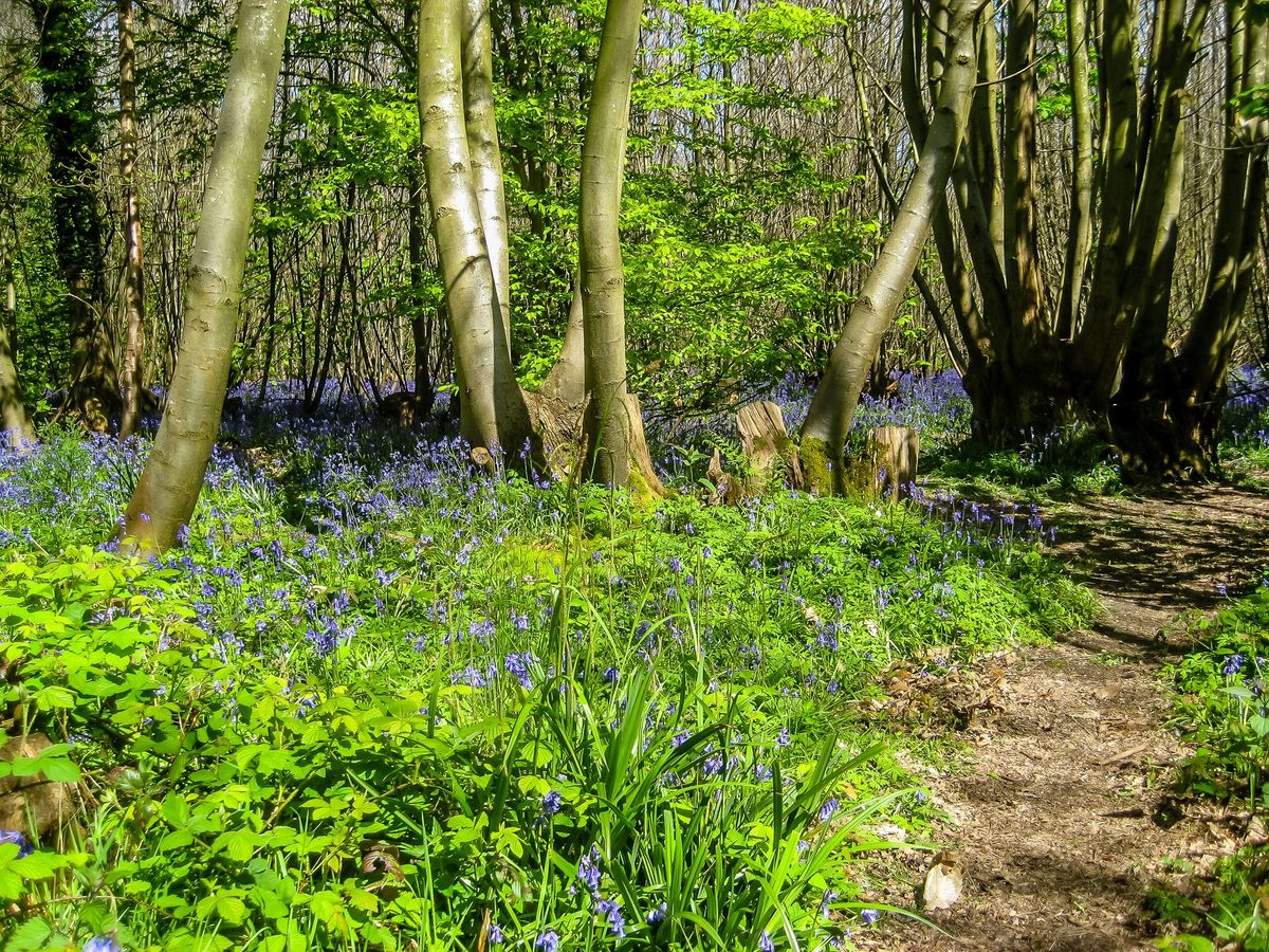 Wildlife Talk - The Woodland Trust