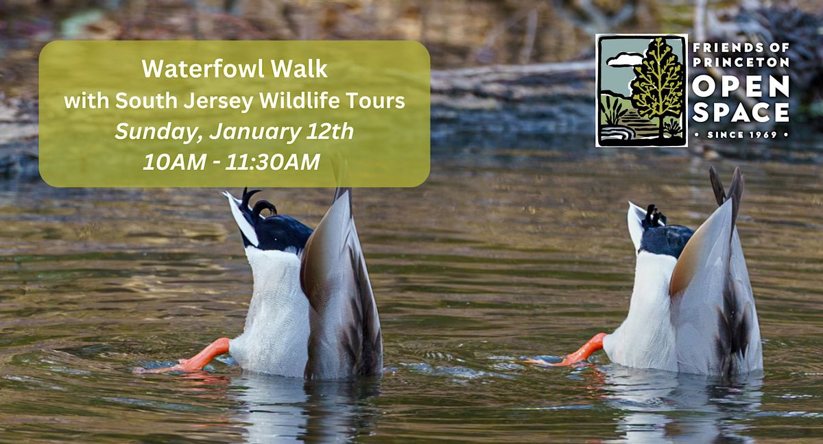 Waterfowl Walk with South Jersey Wildlife Tours \/\/ 1.12.25