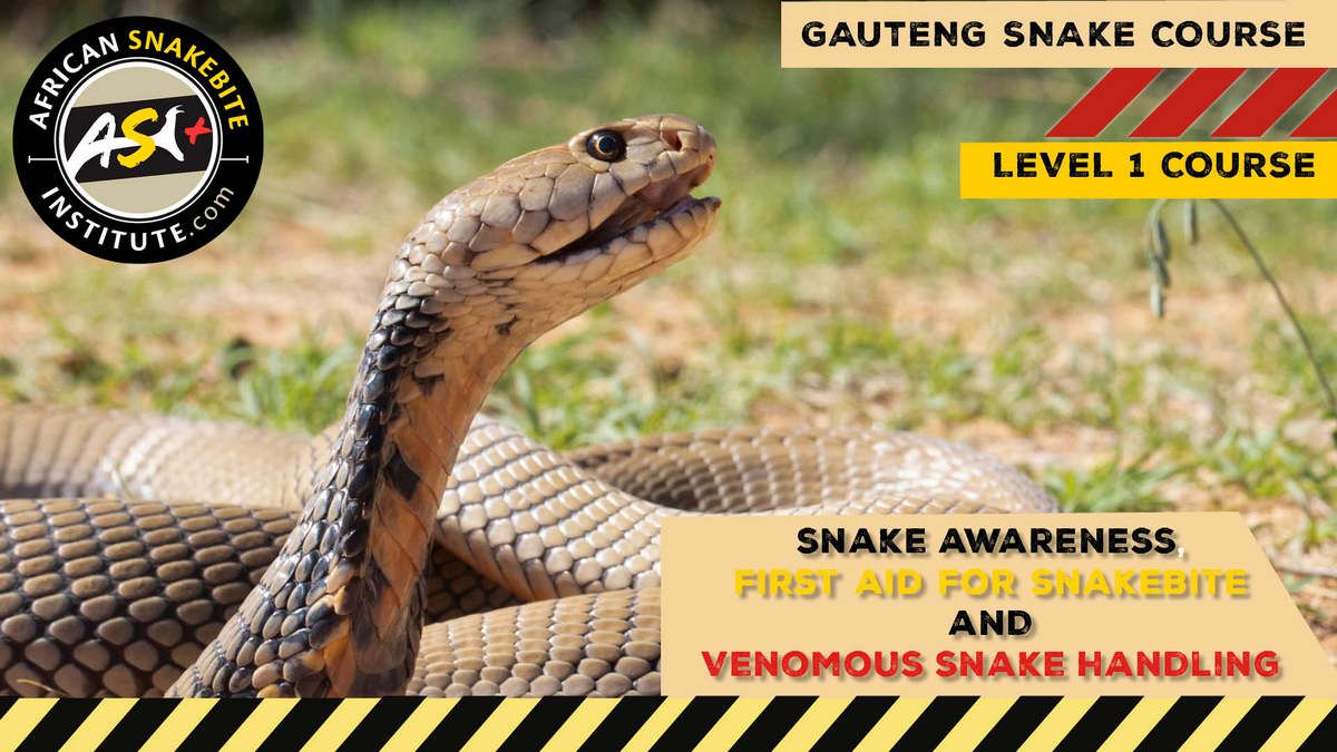 Snake Awareness First aid for Snakebite, Venomous Snake Handling