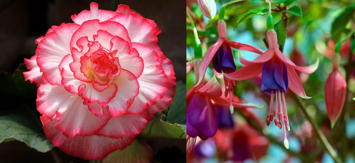 Begonia Show