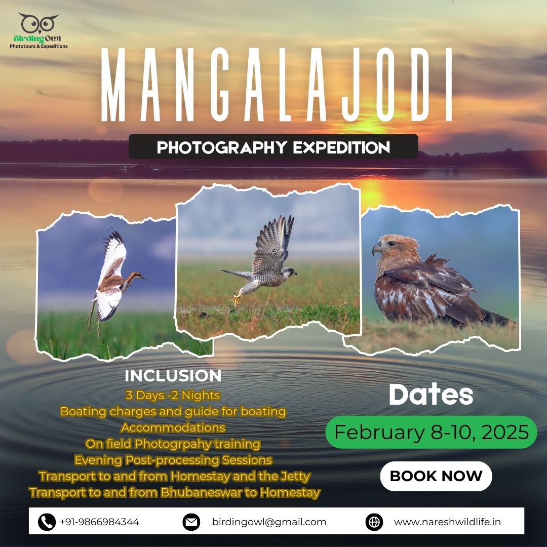 Mangalajodi Photography Expedition 8-10 February, 2025