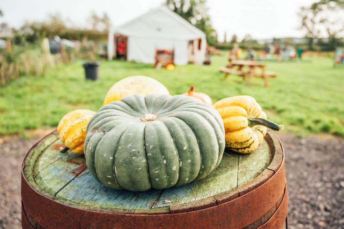 Pumpkin Picking @ Kislingbury Sunnies and Spooks