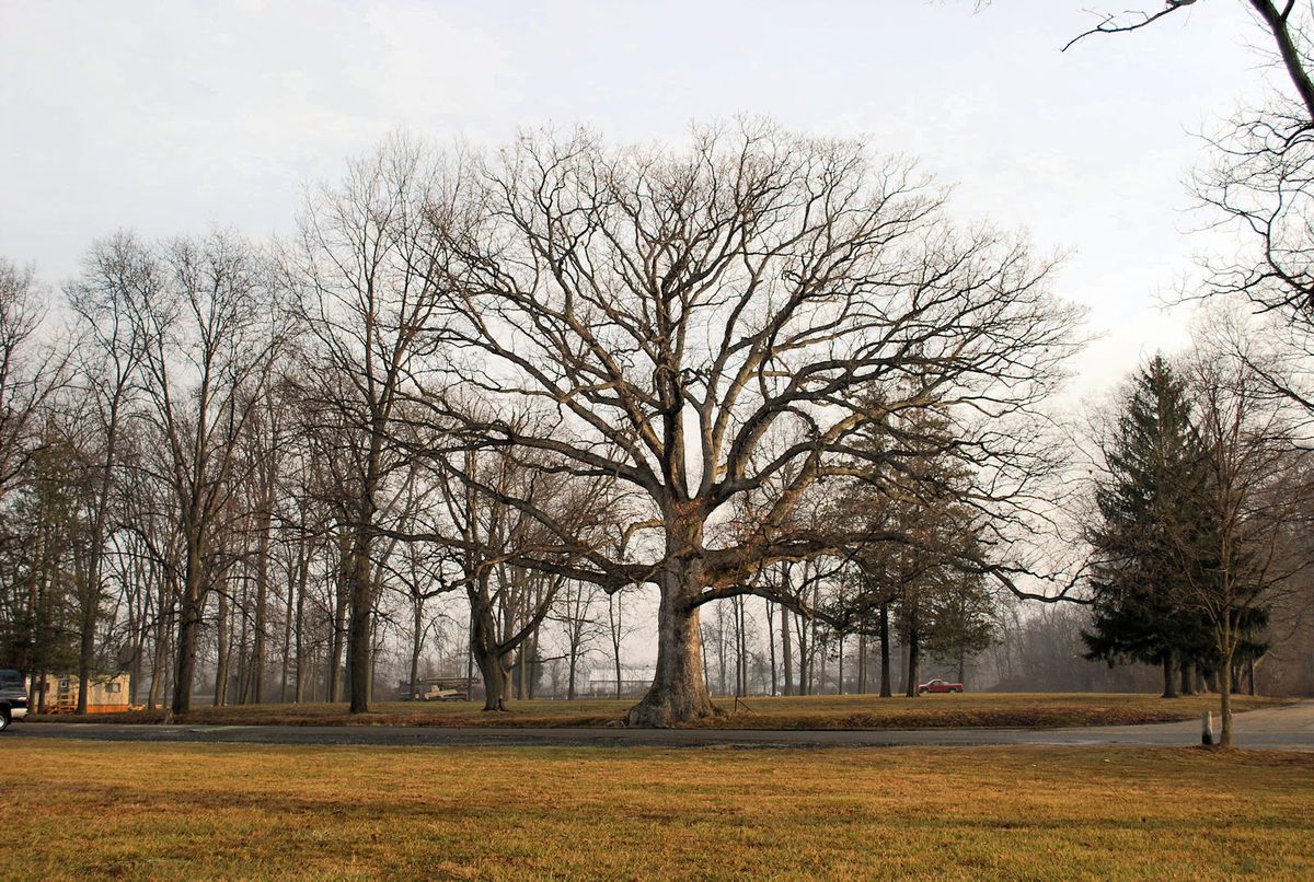 Big Tree Tour in Harford & Cecil Counties