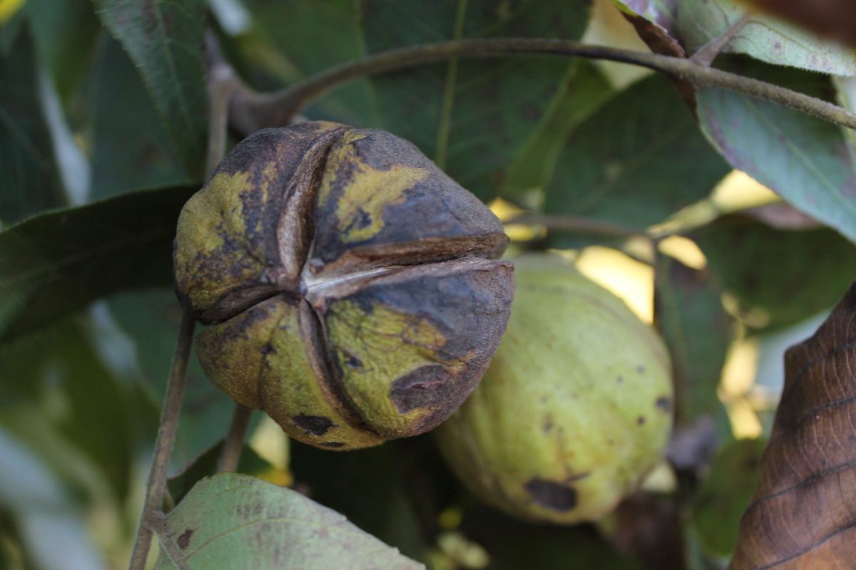 Foraging Kentucky Tree Crops \/ September 22nd, 2024