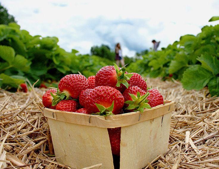 Meet Me at the Strawberry Patch Berry Crate Sola Wood Flower Workshop