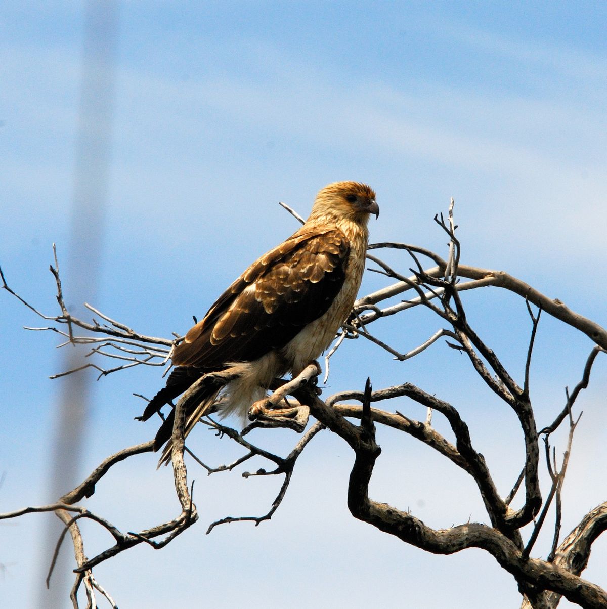 Wellard Wetlands - morning excursion