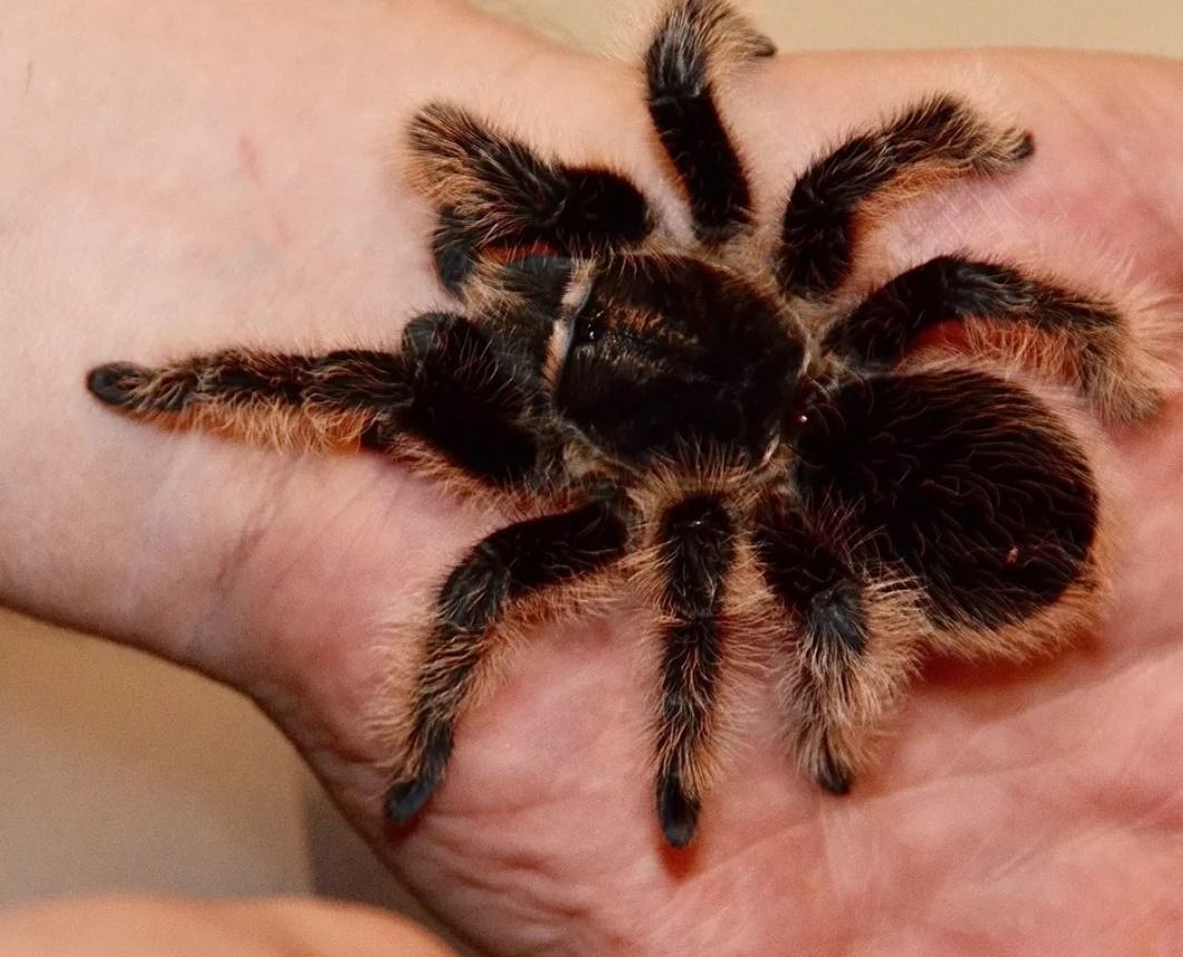 After School Animals: Tarantula