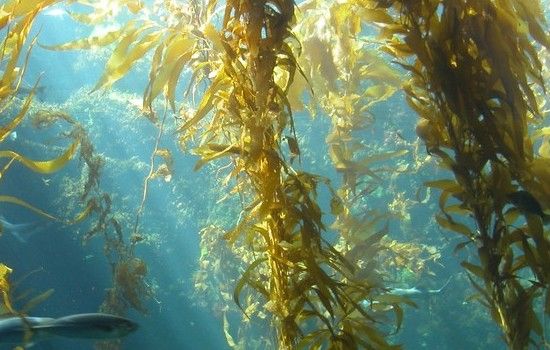 Seaweed forage