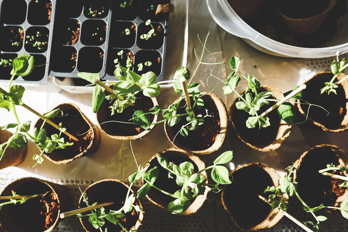 Fall Plant and Seed Swap