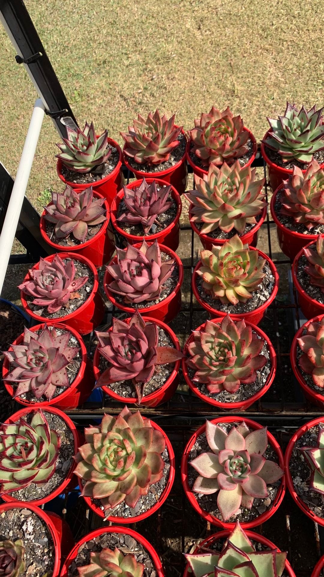 Succulent Sale by My Little Garden 