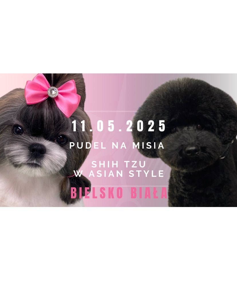 Pudel i shih tzu z groomer_helena! 